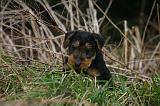 WELSH TERRIER 160
